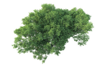 Realistic forest isolated on transparent background. 3d rendering - illustration