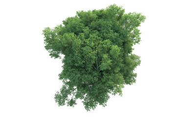 Obraz premium Realistic forest isolated on transparent background. 3d rendering - illustration