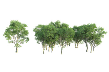 Realistic forest isolated on transparent background. 3d rendering - illustration