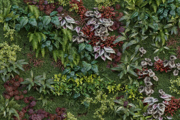 Green Wall & Plants Textures - Backgrounds