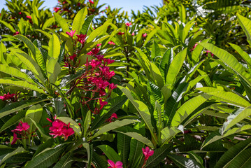 Pink flowers of plumeria rubra or frangipani on green leaves background - 645328727