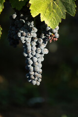 bunches of red Mencia and Cabernet grapes at their ripening point in O Ribeiro in Galicia