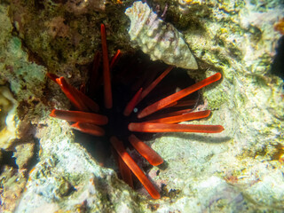 Sea urchin on a coral reef in the Red Sea