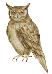 Horned Owl on isolated background. Watercolor illustration of a sitting night Bird. Hand drawn clip art of a forest Animal with brown wings. Drawing of owlet. Symbol of wisdom in fairy tales.