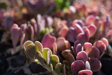 Purple leaves background. Sunlit magenta and green foliage of a creeping jade