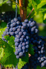 Weintrauben Reben Rot