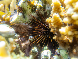 Sea urchin on a coral reef in the Red Sea