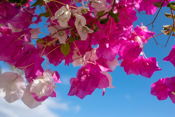 White and pink flowers of bougainvillea on blue sky background. Miss universe