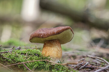 Pilz im Herbst Wald