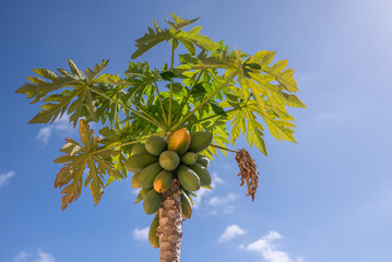 Papaya fruit on a tree on blue sky background. Green and ripe yellow papaya