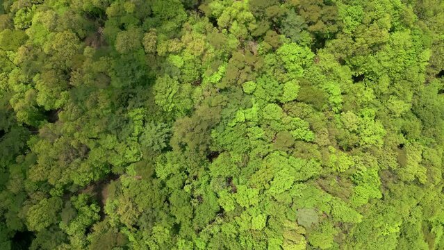 Top down aerial view of a lush, unbroken forest in a remote area