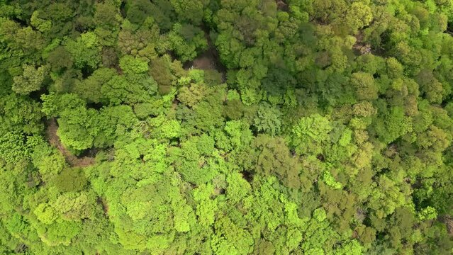 Top down aerial view of a huge, unbroken forest on an old volcanic lava flow (Aokigahara, Japan)