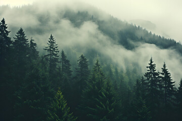 Obraz premium fog in the mountains