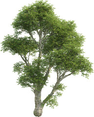 Obraz premium Side view of Quercus tree