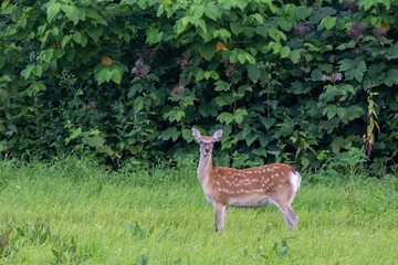 野生のエゾジカ