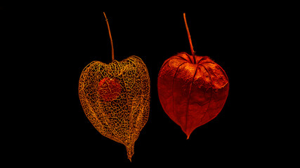 Obraz premium Old and new. Physalis fruits side by side with black background. Orange fruit