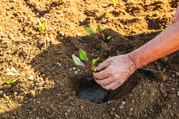 DETAIL OF FARMER'S HAND WITH PLANT TO PLANT IN ORCHARD SOIL
