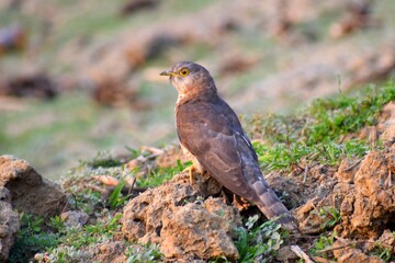 Common Hawk-cuckoo