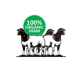 BLACK HEAD DORPER SHEEP LOGO, silhouette of great sheep standing in the farm, vector illustrations.