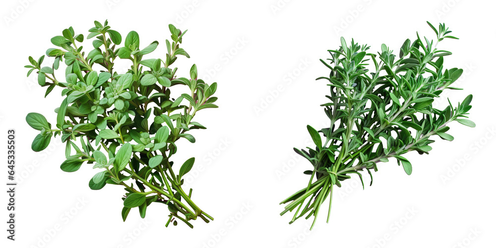 Sticker several sprigs of thyme transparent background