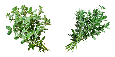 Obraz premium Several sprigs of thyme transparent background