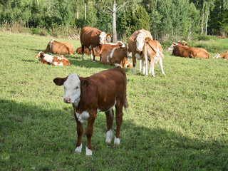 Obraz premium Calves in a pasture. Farm animal from Sweden. Many flies on the head of the cow