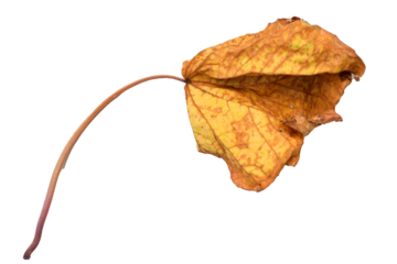 Autumn dry maple leaf isolated on a white background 