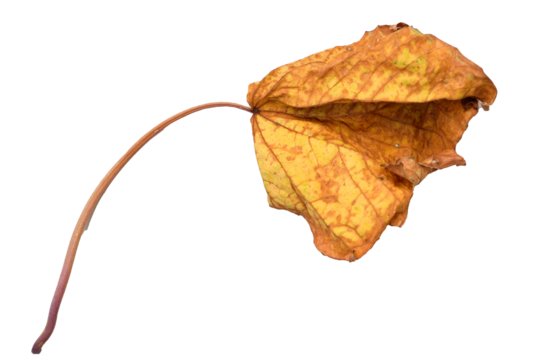 Autumn dry maple leaf isolated on a white background 