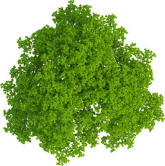 Obraz premium Top view of Quercus tree