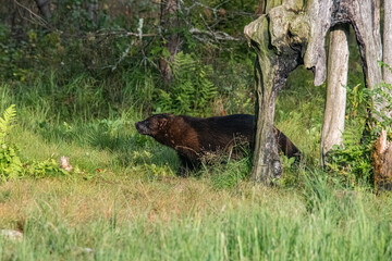 Wolverine in the forest