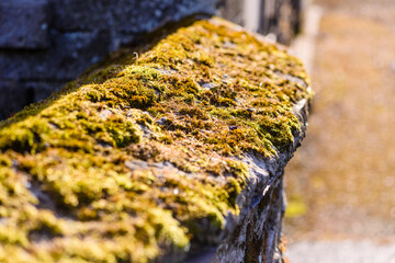 Fototapeta na wymiar Old stone wall covered in a layer of sedum and moss