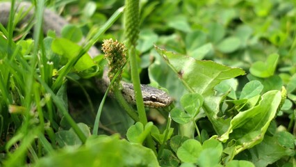 Wild Snake Coronella Austriaca Attacks the Camera