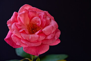A pink rose photographed with a macro lens.