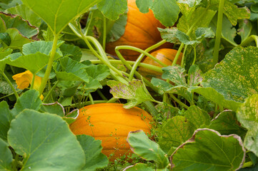 Obraz premium Large ripe yellow pumpkins in the kitchen garden on an autumn day. Growing organic vegetables concept. Natural vegetal background