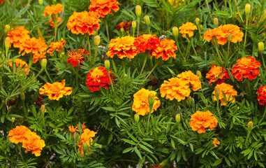 Natural floral background of bright fresh blooming marigolds. View of yellow, orange, red flowers...