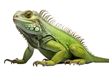 Zelfklevend Fotobehang Portrait of a Bright colored Iguana Isolated on a Transparent PNG Background. Generative Ai © Haider