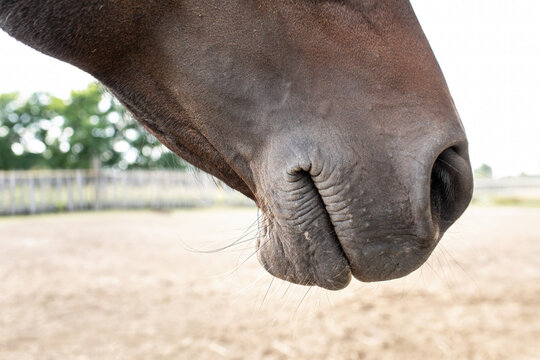 Closeup of horse mouth.High quality photo.