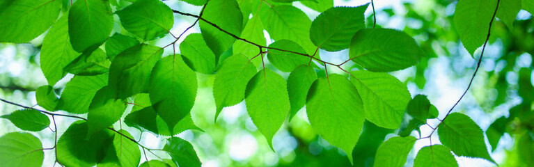 Fototapeta na wymiar green leaves banner