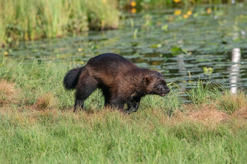 Wolverine in the forest