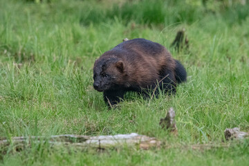 Wolverine in the forest