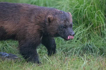 Wolverine in the forest