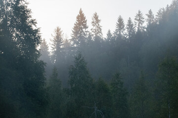Boreal forest landscape