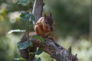 Squirrel in the forest