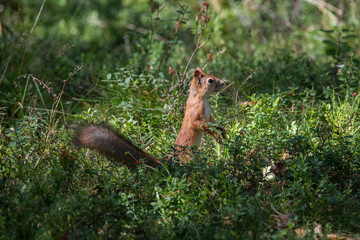 Squirrel in the forest