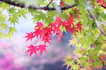鮮やかな秋の紅葉