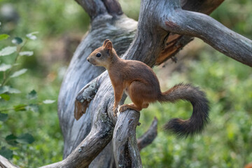 Squirrel in the forest