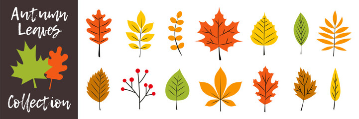 Fall leaves collection. Autumn  leaves silhouette set. Colorful Autumn falling leaves.