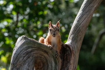 Naklejka na ściany i meble Squirrel in the forest