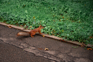 an orange squirrel on the asphalt near the green grass
