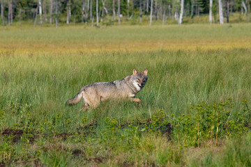Obraz premium Wolf in the forest